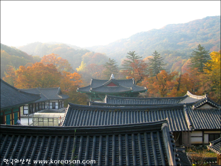 탐라귤빛 이미지