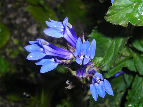 로벨리아(lobelia) 이미지
