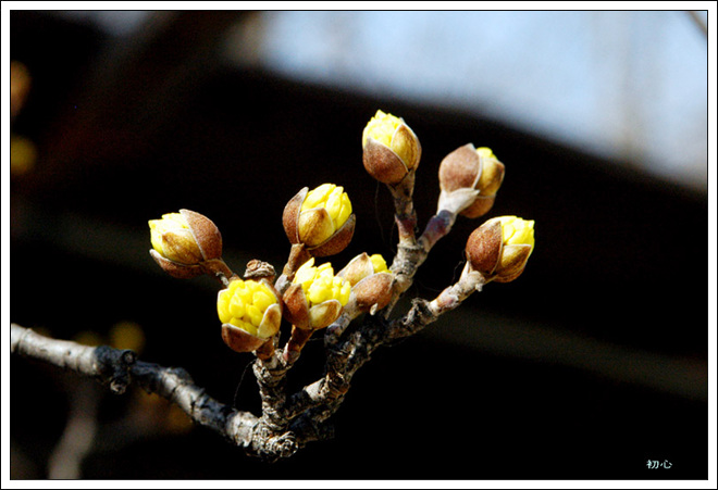 산유화 이미지