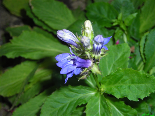 로벨리아(lobelia) 이미지