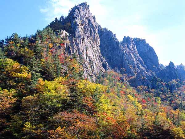 단풍 이미지