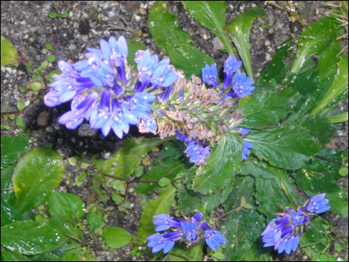 로벨리아(lobelia) 이미지