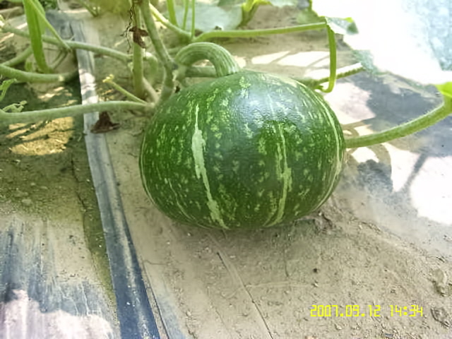 강화농산 이미지