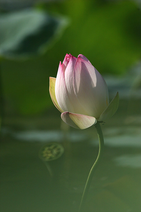 청산화원 이미지