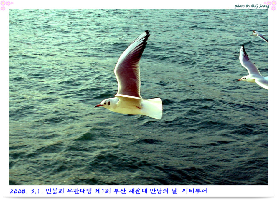 부산갈매기 이미지