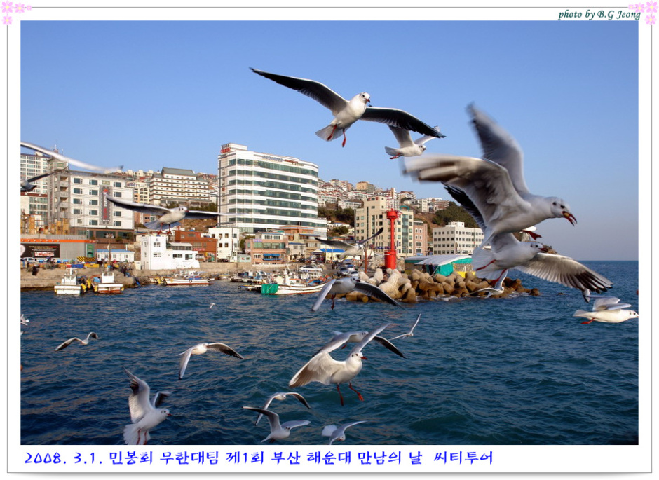 부산갈매기 이미지
