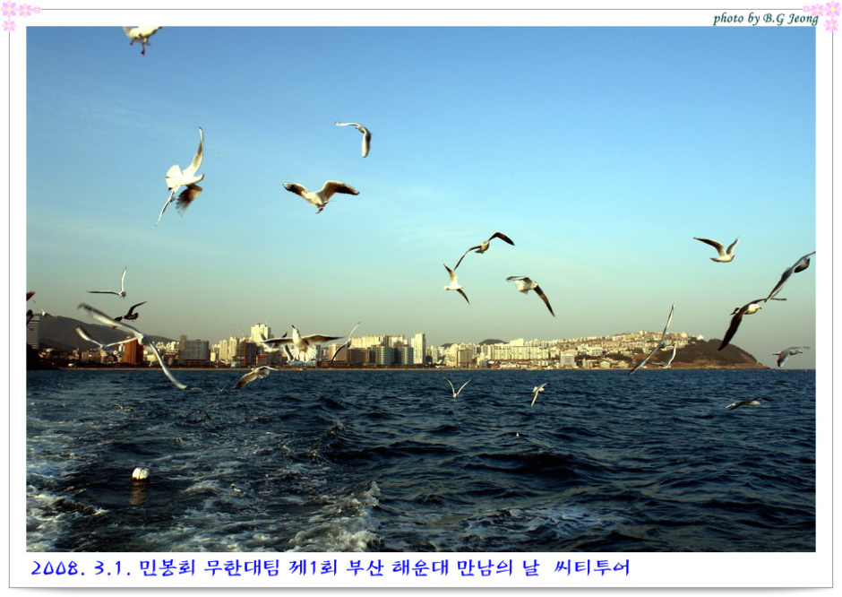부산갈매기 이미지