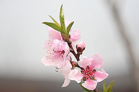 오얏꽃 이미지